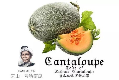 娱乐吃瓜号为什么那么恶心